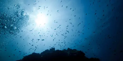 Underwater, looking up at small fish swimming
