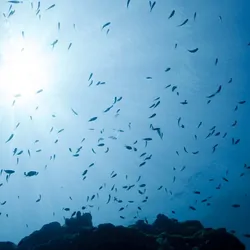 Underwater, looking up at small fish swimming