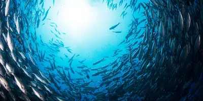Fish swimming in a school, underwater