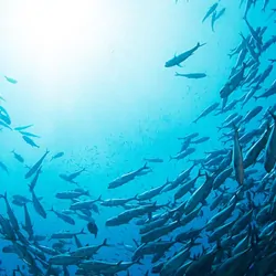 Fish swimming in a school, underwater
