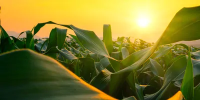 Sunrise over farm land