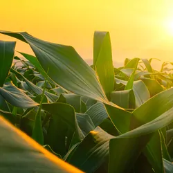 Sunrise over farm land