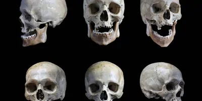 Human skulls on a black background
