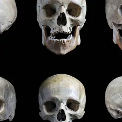 Human skulls on a black background