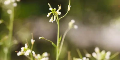 A photo of a Thale cress, outdoors 