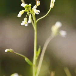 A photo of a Thale cress, outdoors 