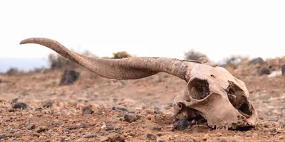 Goat skull laying in a desert