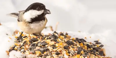 Bird with seed in its beak on a white background