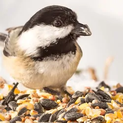Bird with seed in its beak on a white background