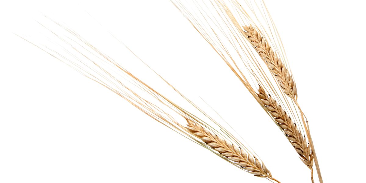 Celebrated Barley Came from a Single Plant | Lab Manager