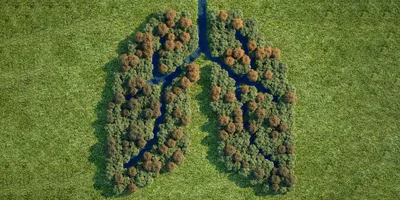 Image of trees in a clearing taken from the top down. Tree are cut to look like a pair of lungs