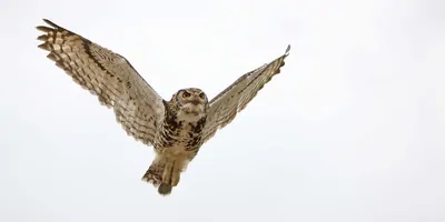 Owl in flight against a white background
