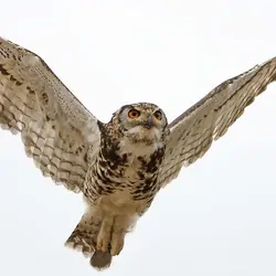 Owl in flight against a white background