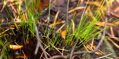 Grass growing in soil after a forest fire