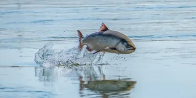 A salmon jumping out of the water
