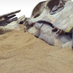 Dinosaur bones lying in the sand