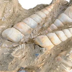 Snail fossils in ston on a white background