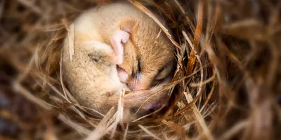 A small mammal curled up in a nest, hybernating
