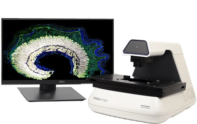A photo of the Thermo Fisher Scientific EVOS M7000 Imaging Systems 