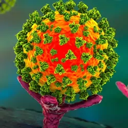 Computer image of COVID-19 Omicron variant binding to a cell