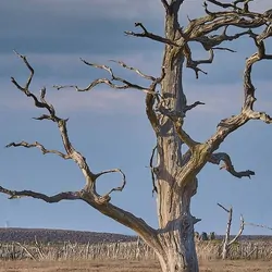 Dead tree in an open plain