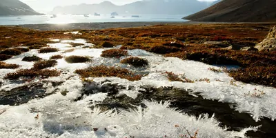 Frozen ground melting in the sun