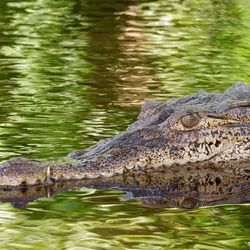 A crocodile swimming in the water