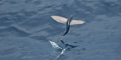Flying fish taking off just above the water surface