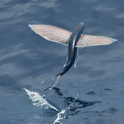Flying fish taking off just above the water surface