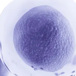 Human cells floating on a white background