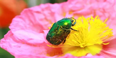 A green Flower Chafer on a pink flower