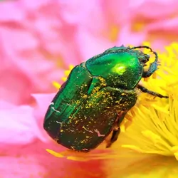 A green Flower Chafer on a pink flower