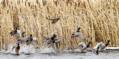 Ducks taking to wing from a wetland