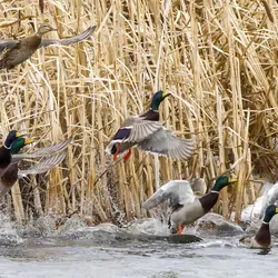 Ducks taking to wing from a wetland