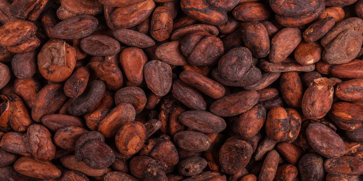 Easy Homemade Roasted Cacao Beans Simple Guide
