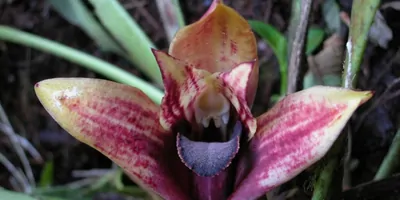 The orchid Maxillaria anacatalina-portillae, with yellow red flower petals, taken in the rain forest