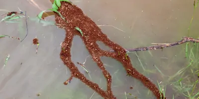 Fire ants forming a raft and bridge over a small stream of water