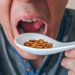 Man eating spoonful of mealworms