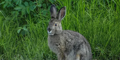 A snowshoe hare next to some tall grass