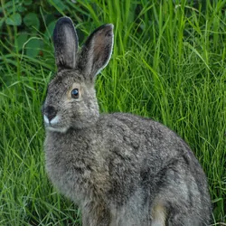 A snowshoe hare next to some tall grass