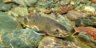 A bull trout laying on the bottom of a clear lake next to some rocks