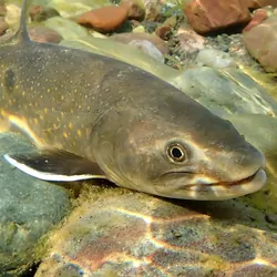 A bull trout laying on the bottom of a clear lake next to some rocks