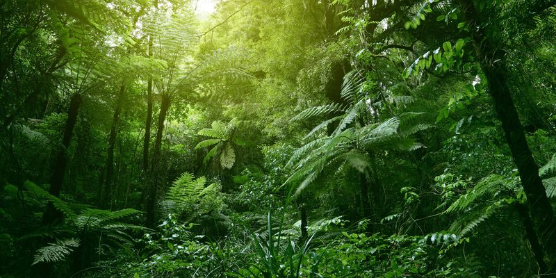 Amazon Rain Forest Is Losing Resilience | Lab Manager