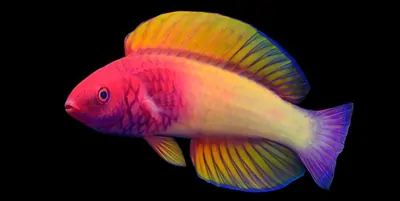 A fairy wrasse on a black background
