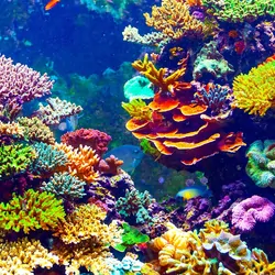 Colorfl coral reefs