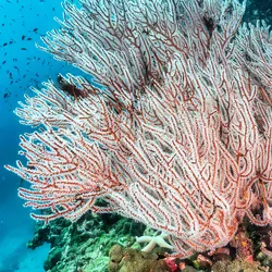 A small patch of coral reef extending out in the water