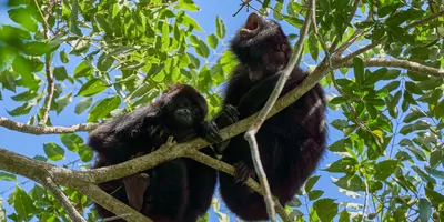 Two howler monkeys in a tree