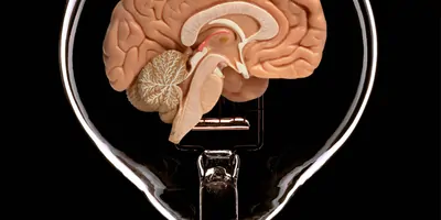 Plastic brain inside a light bulb on a black background