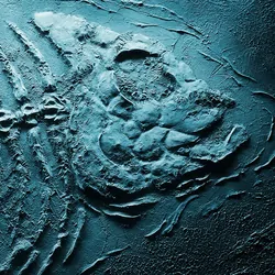 Fossil of a bony fish