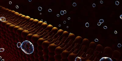 Computer image of a cell membrane on a dark background